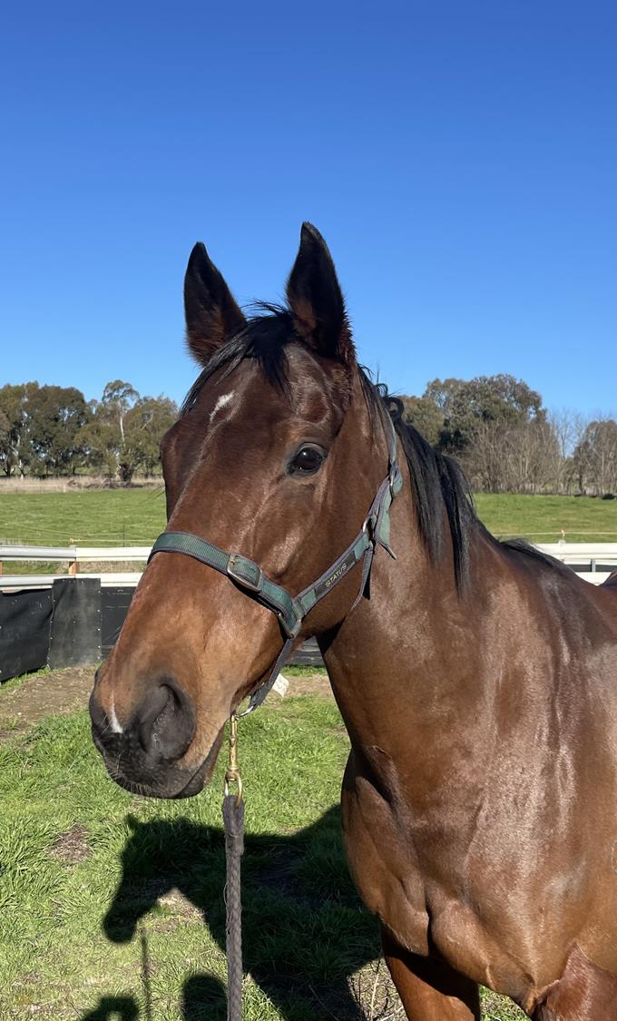 2023 JULY (Late) Online Sale Inglis Digital Online Auctions